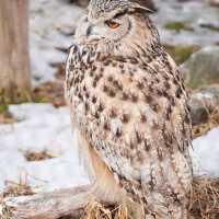 สวนสัตว์อาซาฮิยามะ asahiyama zoo