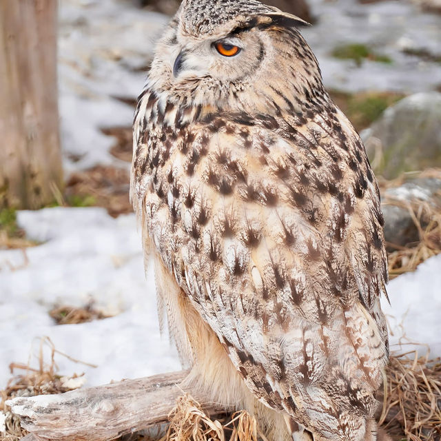 สวนสัตว์อาซาฮิยามะ asahiyama zoo สวนสัตว์อาซาฮิยามะ asahiyama zoo