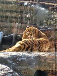 🐯동물들을 사랑하는 동물원 청주랜드동물원 다녀오기🦁