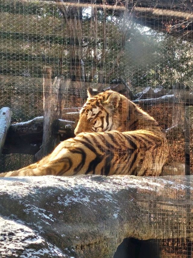 🐯동물들을 사랑하는 동물원 청주랜드동물원 다녀오기🦁 🐯동물들을 사랑하는 동물원 청주랜드동물원 다녀오기🦁