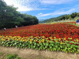 赤い彼岸花と黄金色のひまわりの饗宴、咸陽『上林公園』の花道散策