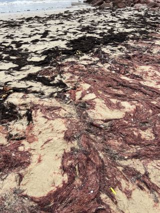 ของที่พบในหาดโจรสลัด💀