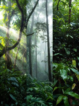 Daintree Rainforest