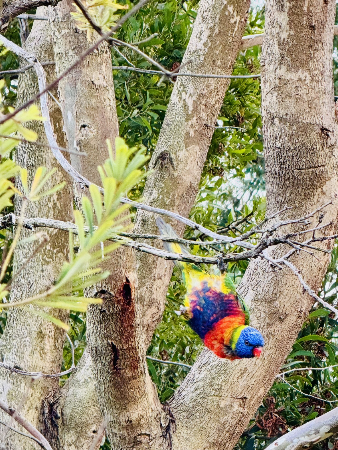 🇦🇺墨爾本動物園沉浸式觀鳥全攻略🦜