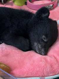 【熊本】可愛すぎる赤ちゃんコグマにキュン！動物と超至近距離で触れ合える「阿蘇カドリー・ドミニオン」へ🐻🐾