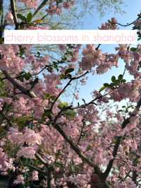 The BEST places to See Cherry Blossoms in Shanghai