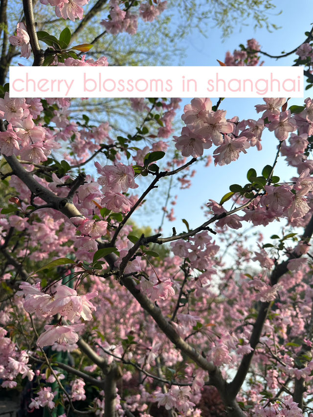 The BEST places to See Cherry Blossoms in Shanghai