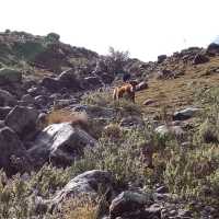 A big challenge to visit four lakes in one day from Huaraz by myself 