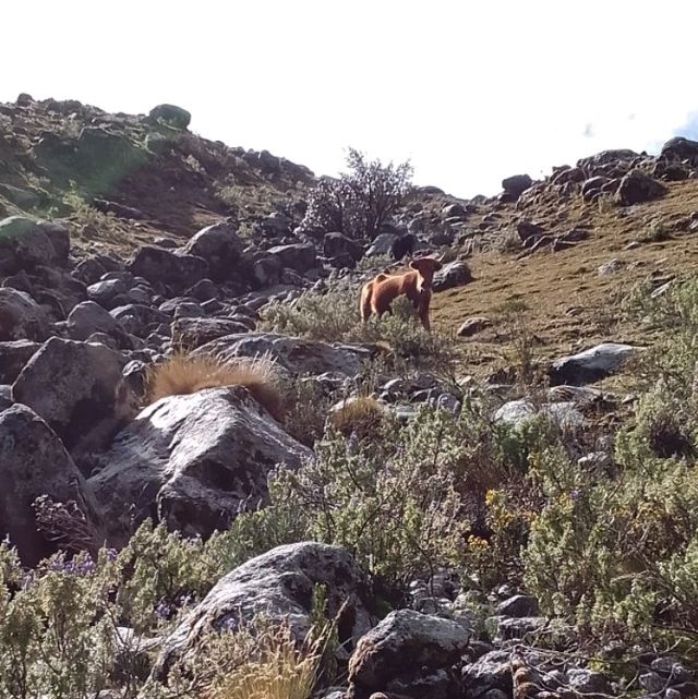 A big challenge to visit four lakes in one day from Huaraz by myself 