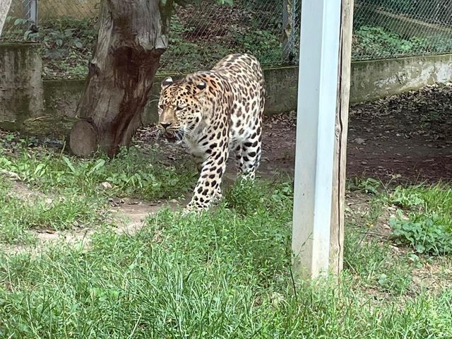 Sibiu Zoo🦁🐯