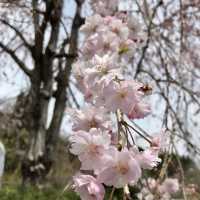 🌸Cherry blossoms in Sendai 🌸