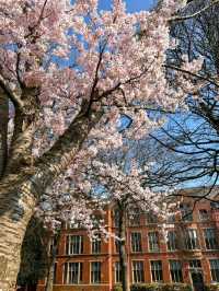 🌸 Spring Has Arrived in Sheffield City Centre – Here's How to Capture It 🌞📷