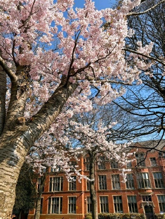 🌸 Spring Has Arrived in Sheffield City Centre – Here's How to Capture It 🌞📷
