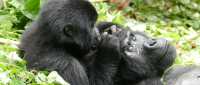 The Best Ways to Experience Uganda’s Wildlife - Avents Tour Safaris