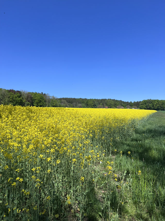**Egglsee in Ebersberg：湖光森林裡的隱藏版療癒時光**  