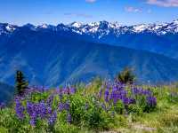 Hurricane Ridge: A hiking trail paradise in Washington!