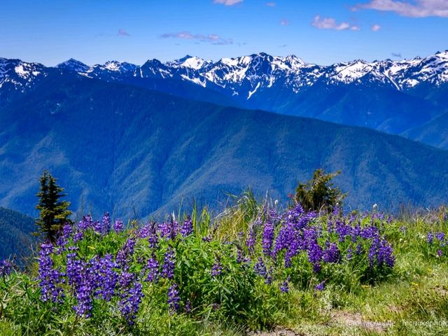 Hurricane Ridge: A hiking trail paradise in Washington!