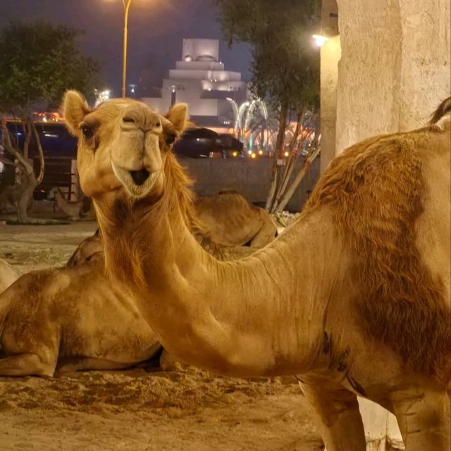 Souq Waqif -магия востока