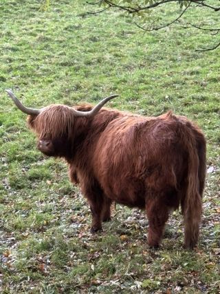 Pollok Country Park, Glasgow 