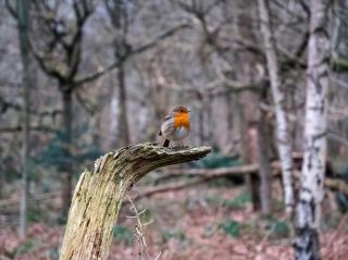 Sherwood Forest — The legend of Robin Hood comes to life among the trees.