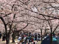 If there were no beautiful cherry blossoms in the world, where could spring hearts find leisure?