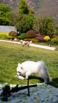 Kunming surrounding tour | Take your pet camping together
