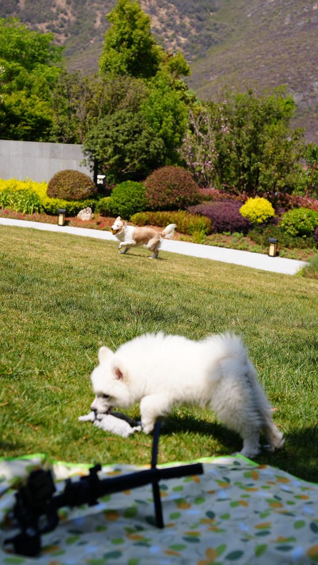 Kunming surrounding tour | Take your pet camping together