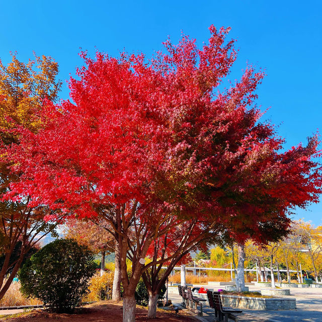 Autumn's Palette🍁: Expo garden 