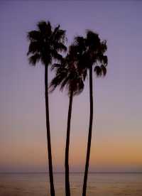 加州的盡頭是大海愛心棕樹打卡成功啦