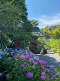 東京周邊超小眾紫陽花景點