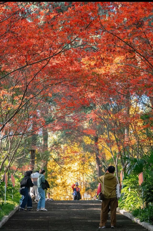 鶴鳴山道觀|道教發源地～賞楓葉賞銀杏聖地