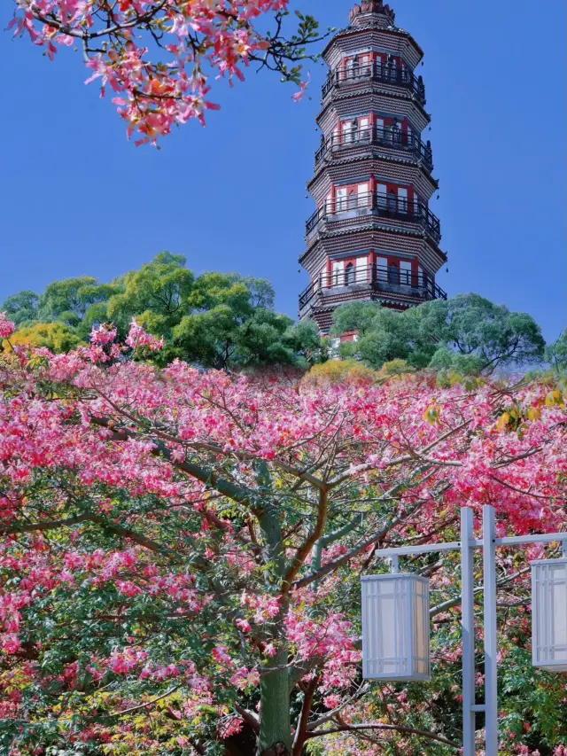 岭南庭園で美しい異木棉に出会い、順峰山公園のピンク色のロマンス