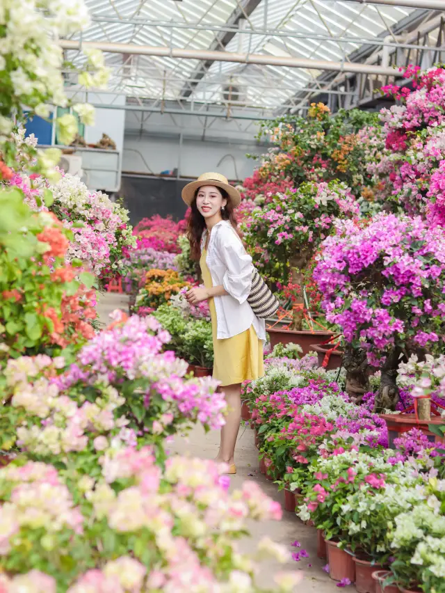 Chongqing! Chongqing! Pretend to be on vacation in a sea of flowers