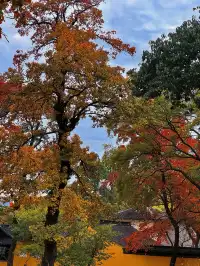 還去什麼京都都來蘇州天平山吧