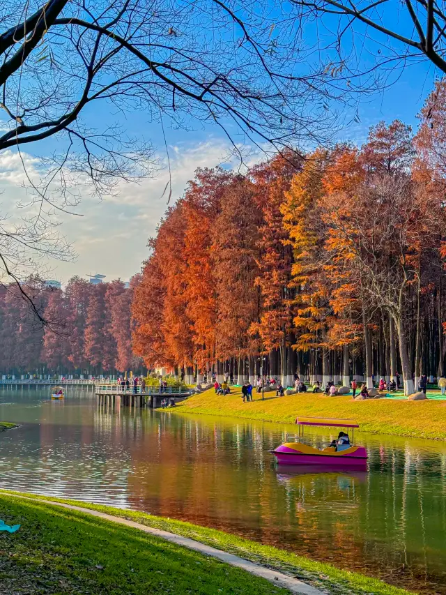 武漢這個免費公園的水杉樹紅了