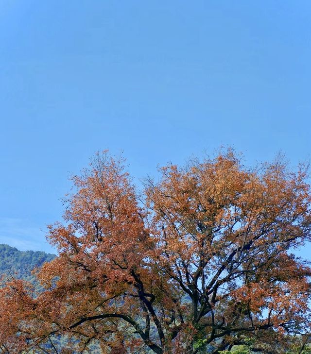 福州茶場山野露營