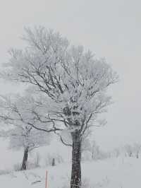 日本滑雪推薦——GALA湯澤滑雪場