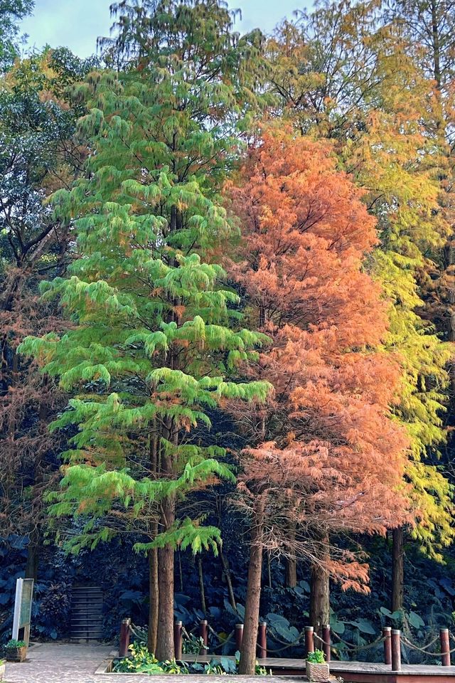 深圳拍照 新年去仙湖植物園看一次落羽杉吧 深圳拍照 新年去仙湖植物園看一次落羽杉吧