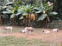 廣州動物園遊玩攻略20元帶你看熊貓