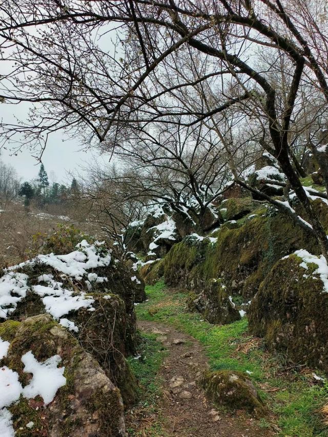 四川大邑鶴鳴山—春始萌發，梅花盛開