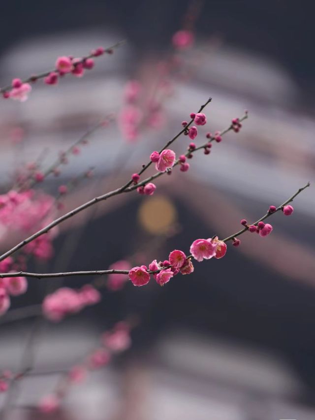 白鷺塔的日與夜/最美洋湖梅花美景