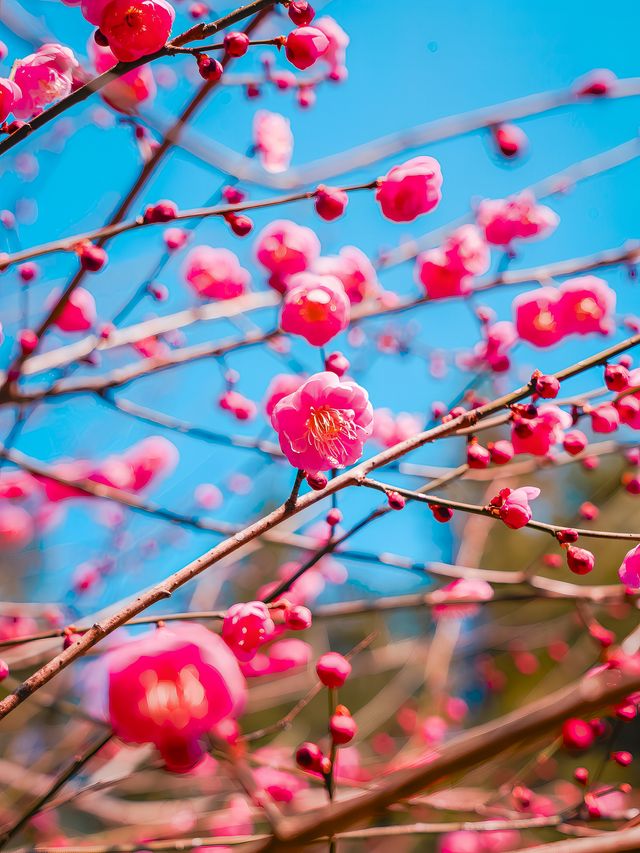 未來幾天，這裡將成為杭州賞梅天花板