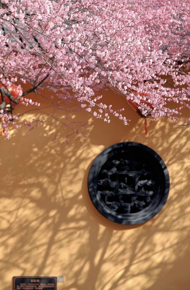 一樹花開，驚艷了整個江南的春天