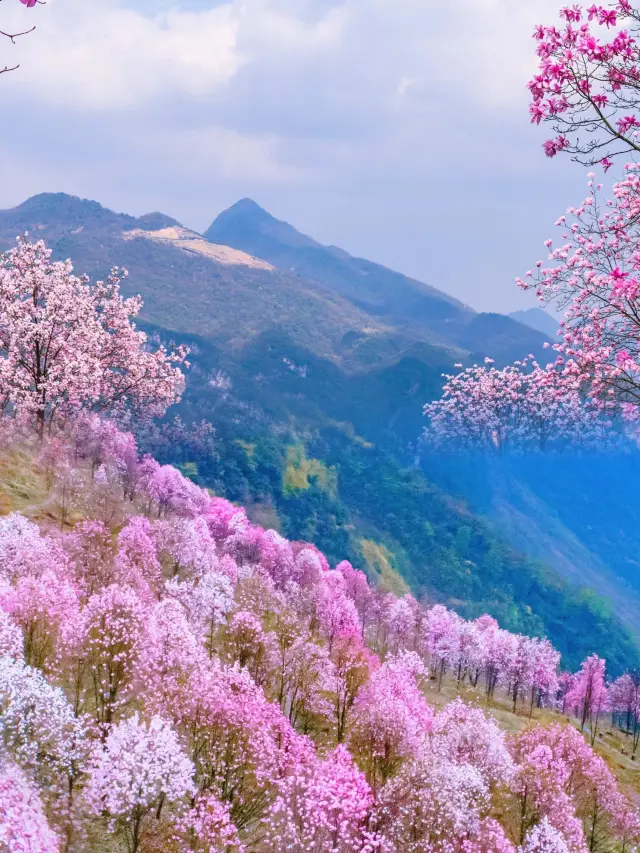 다음 주부터, 여기는 청두 주변에서 가장 아름다운 분홍색 봄이 될 거예요