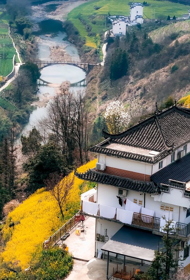 童話般的油菜花秘境已盛放就在江浙周邊