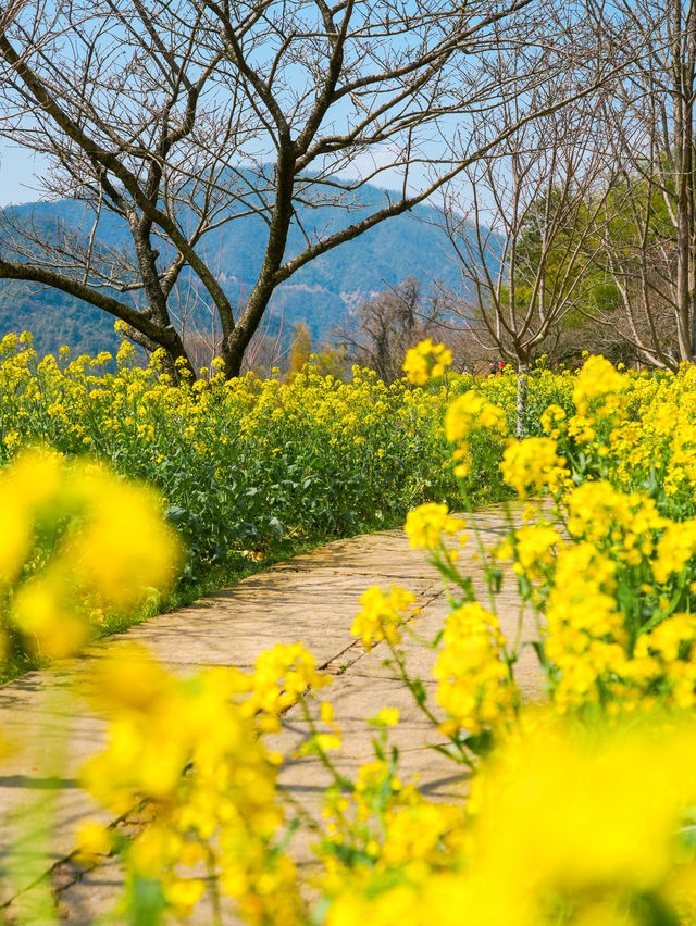 被《國家地理》評為最美春天的古村有多絕