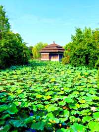 馬橋農民造公園，美麗韓香水博園