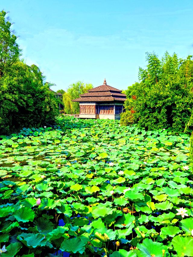 馬橋農民造公園，美麗韓香水博園