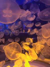 長假遛娃絕佳地｜上海海昌海洋公園珊瑚水母館，夢幻般的海底世界