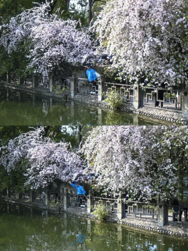 Self-drive Flower Viewing | The weeping crabapple trees are so beautiful they made me cry